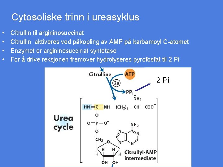 Cytosoliske trinn i ureasyklus • • Citrullin til argininosuccinat Citrullin aktiveres ved påkopling av