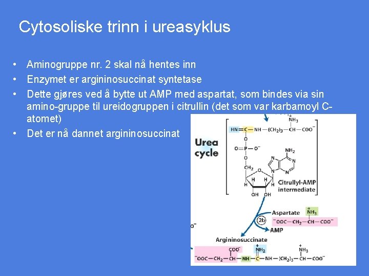 Cytosoliske trinn i ureasyklus • Aminogruppe nr. 2 skal nå hentes inn • Enzymet