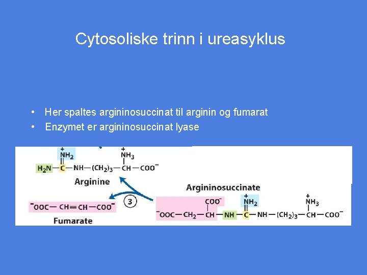 Cytosoliske trinn i ureasyklus • Her spaltes argininosuccinat til arginin og fumarat • Enzymet