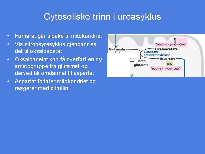 Cytosoliske trinn i ureasyklus • Fumarat går tilbake til mitokondriet • Via sitronsyresyklus gjendannes