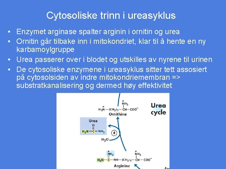 Cytosoliske trinn i ureasyklus • Enzymet arginase spalter arginin i ornitin og urea •