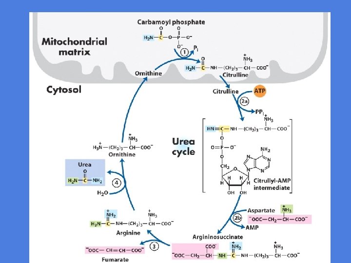 Ureasyklus 