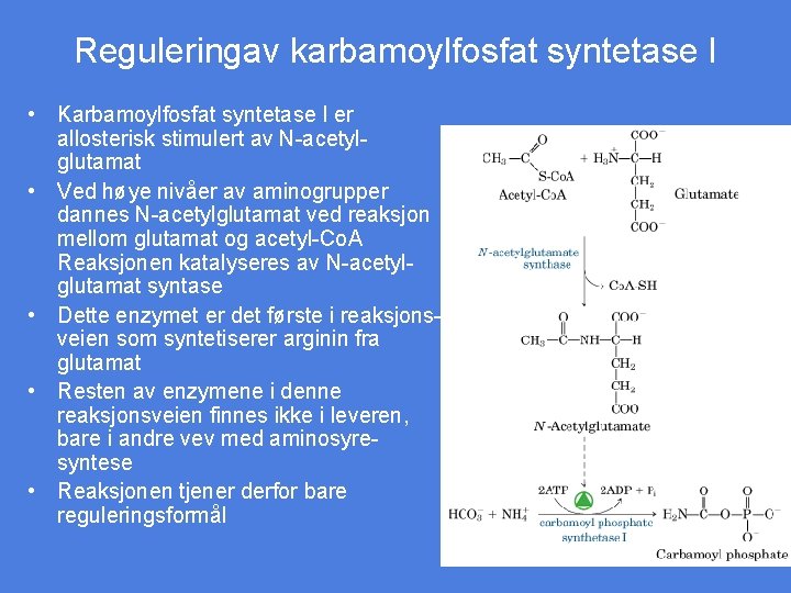 Reguleringav karbamoylfosfat syntetase I • Karbamoylfosfat syntetase I er allosterisk stimulert av N-acetylglutamat •