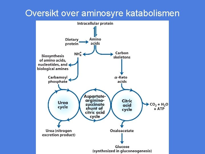 Oversikt over aminosyre katabolismen 