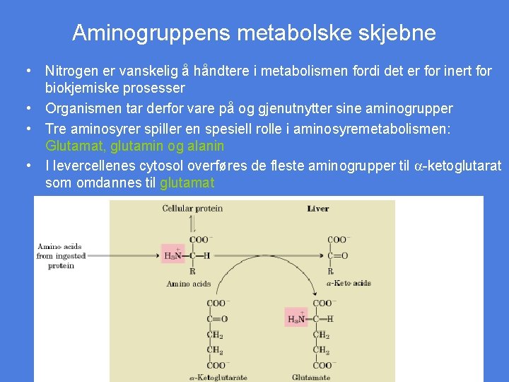 Aminogruppens metabolske skjebne • Nitrogen er vanskelig å håndtere i metabolismen fordi det er