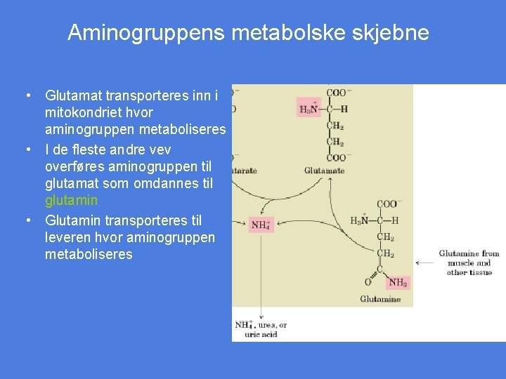 Aminogruppens metabolske skjebne • Glutamat transporteres inn i mitokondriet hvor aminogruppen metaboliseres • I