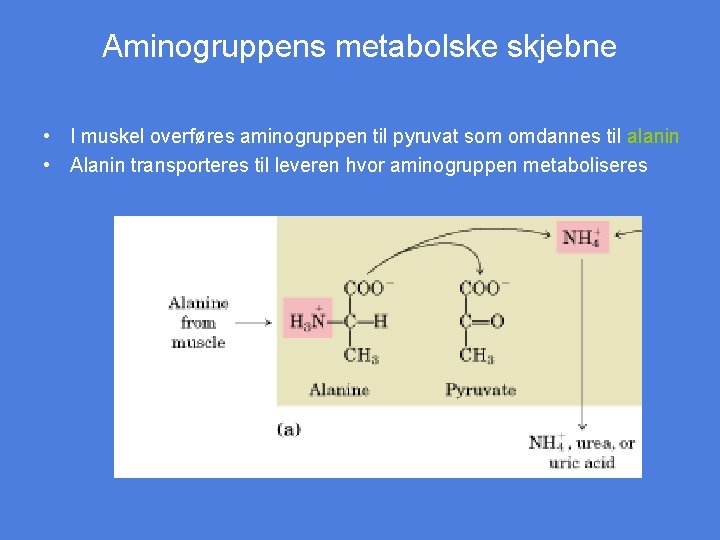 Aminogruppens metabolske skjebne • I muskel overføres aminogruppen til pyruvat som omdannes til alanin