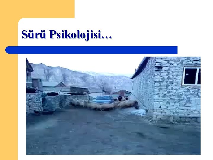 Sürü Psikolojisi… 