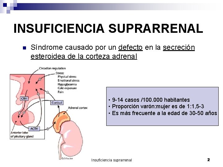 INSUFICIENCIA SUPRARRENAL n Síndrome causado por un defecto en la secreción esteroidea de la