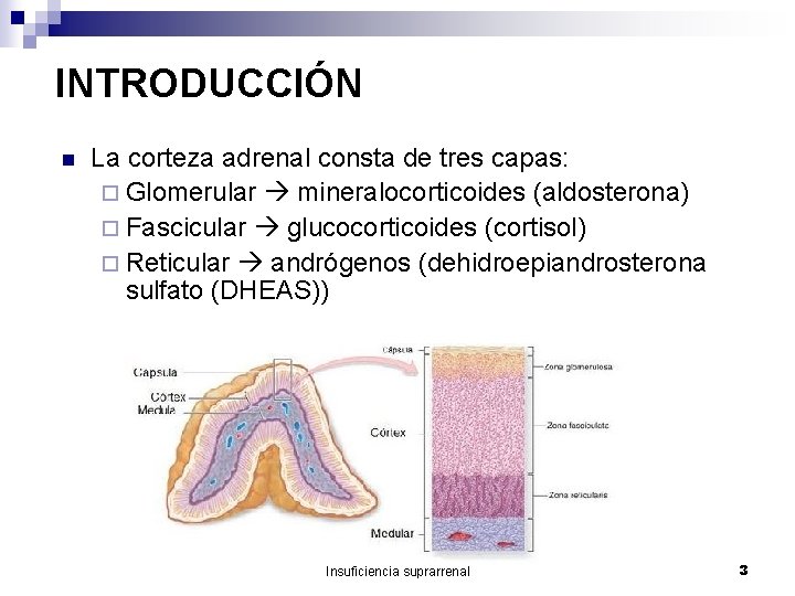 INTRODUCCIÓN n La corteza adrenal consta de tres capas: ¨ Glomerular mineralocorticoides (aldosterona) ¨