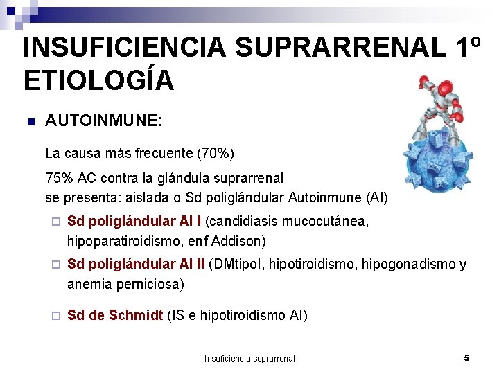 INSUFICIENCIA SUPRARRENAL 1º ETIOLOGÍA n AUTOINMUNE: La causa más frecuente (70%) 75% AC contra