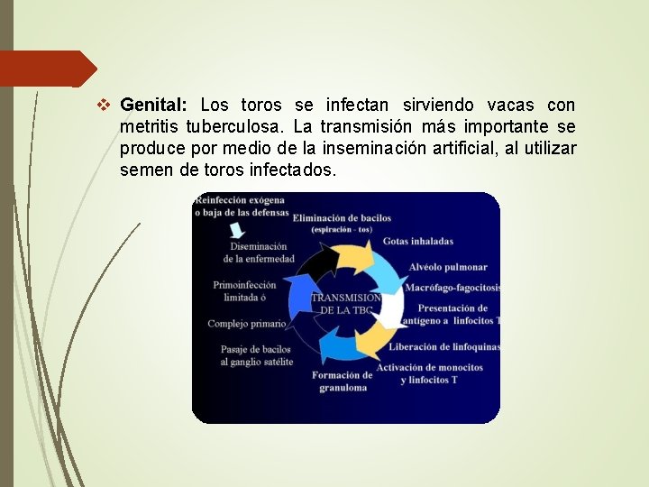 v Genital: Los toros se infectan sirviendo vacas con metritis tuberculosa. La transmisión más