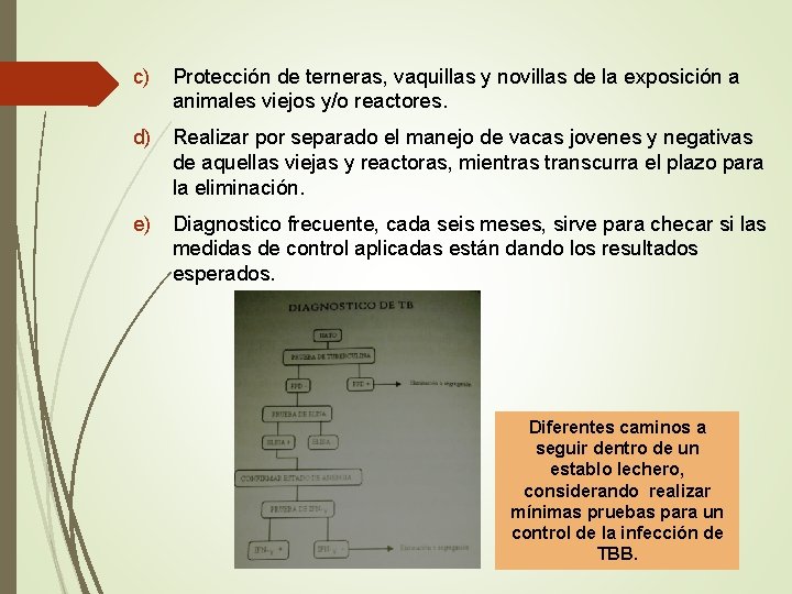 c) Protección de terneras, vaquillas y novillas de la exposición a animales viejos y/o