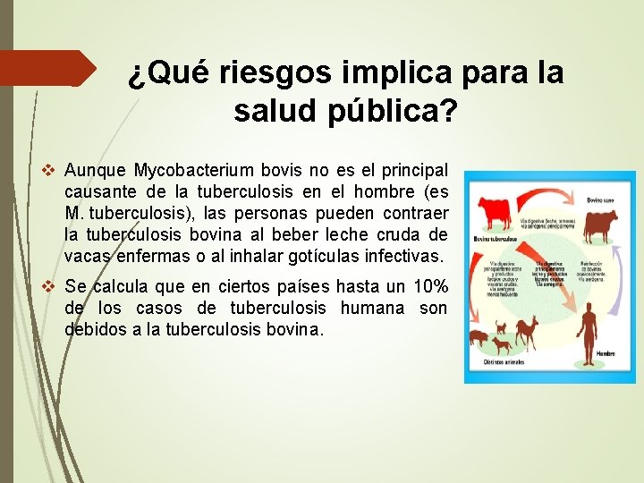 ¿Qué riesgos implica para la salud pública? v Aunque Mycobacterium bovis no es el