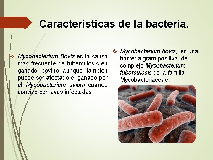 Características de la bacteria. v Mycobacterium Bovis es la causa más frecuente de tuberculosis