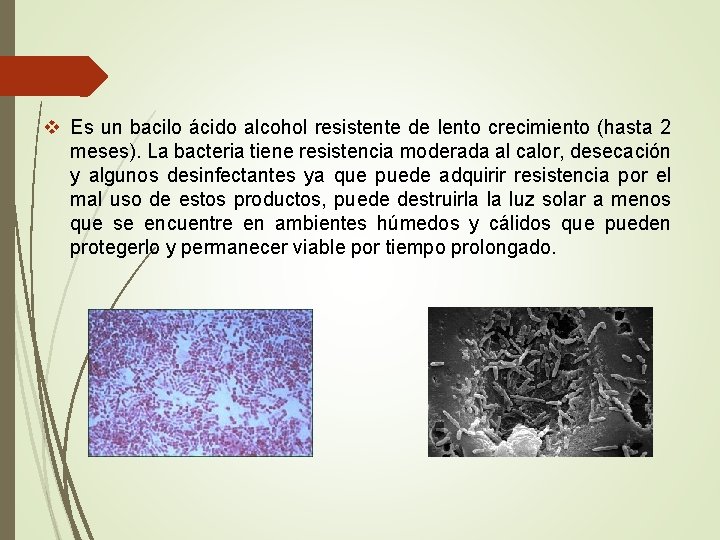 v Es un bacilo ácido alcohol resistente de lento crecimiento (hasta 2 meses). La