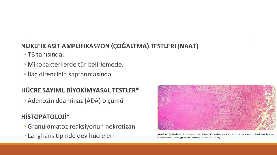 NÜKLEİK ASİT AMPLİFİKASYON (ÇOĞALTMA) TESTLERİ (NAAT) ◦ TB tanısında, ◦ Mikobakterilerde tür belirlemede, ◦