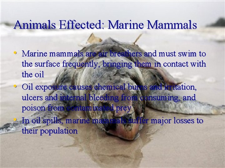 Animals Effected: Marine Mammals • Marine mammals are air breathers and must swim to