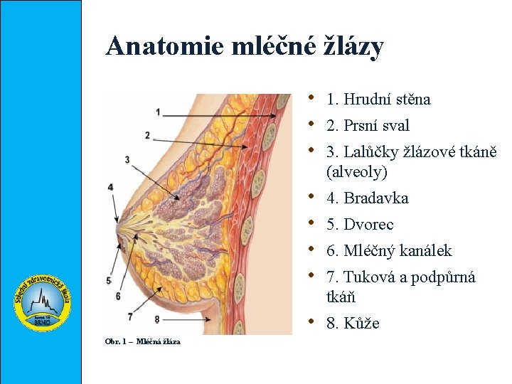 Anatomie mléčné žlázy • • Obr. 1 – Mléčná žláza 1. Hrudní stěna 2.
