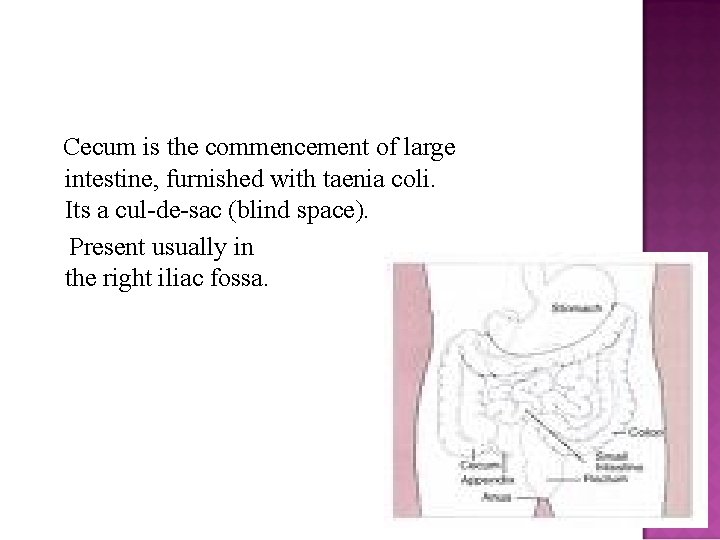 Cecum is the commencement of large intestine, furnished with taenia coli. Its a cul-de-sac