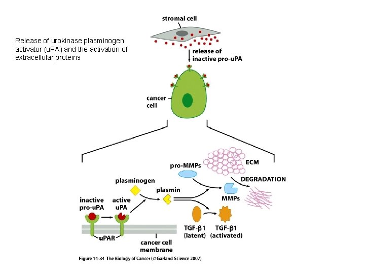 Release of urokinase plasminogen activator (u. PA) and the activation of extracellular proteins 