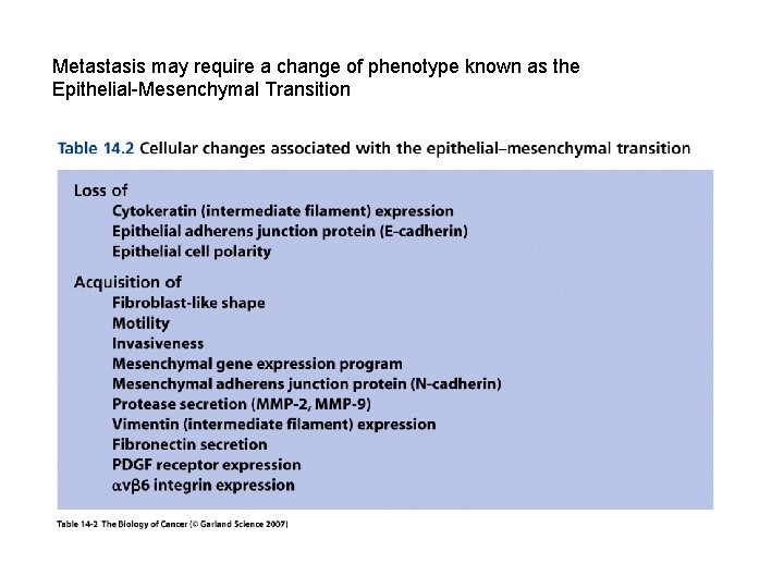 Metastasis may require a change of phenotype known as the Epithelial-Mesenchymal Transition 