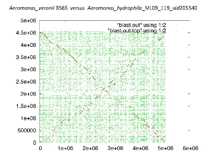 Aeromonas_veronii B 565 versus Aeromonas_hydrophila_ML 09_119_uid 205540 
