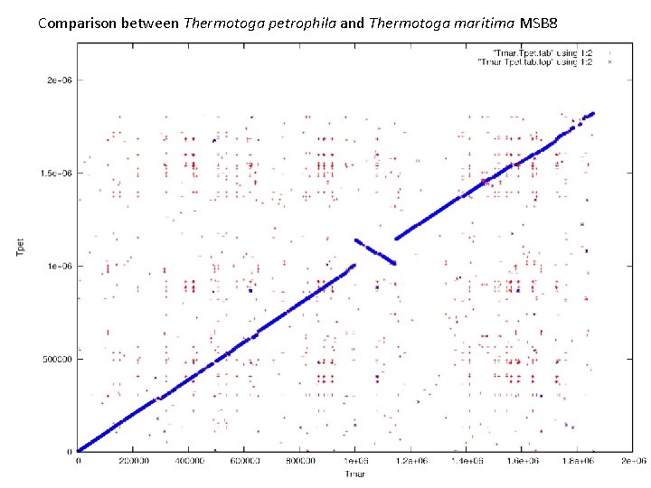 Comparison between Thermotoga petrophila and Thermotoga maritima MSB 8 