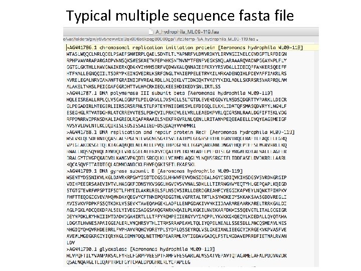Typical multiple sequence fasta file 