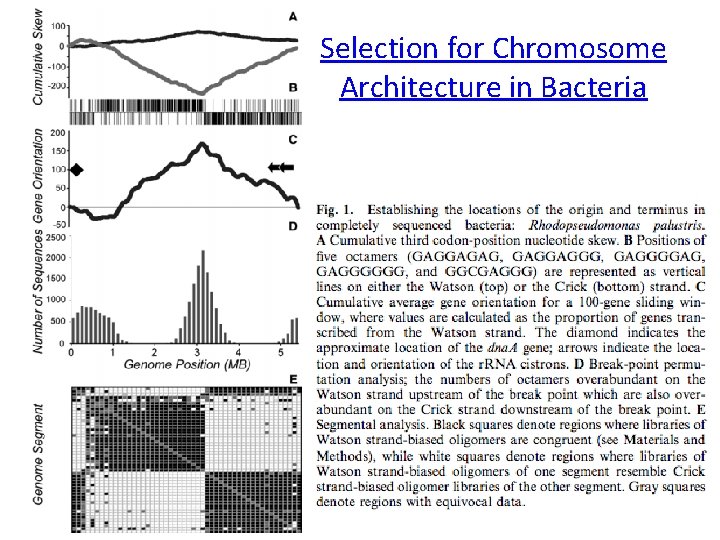 Selection for Chromosome Architecture in Bacteria 