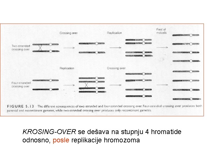 KROSING-OVER se dešava na stupnju 4 hromatide odnosno, posle replikacije hromozoma 