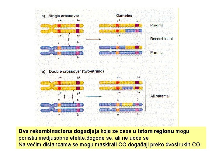 Dva rekombinaciona dogadjaja koja se dese u istom regionu mogu poništiti medjusobne efekte; dogode