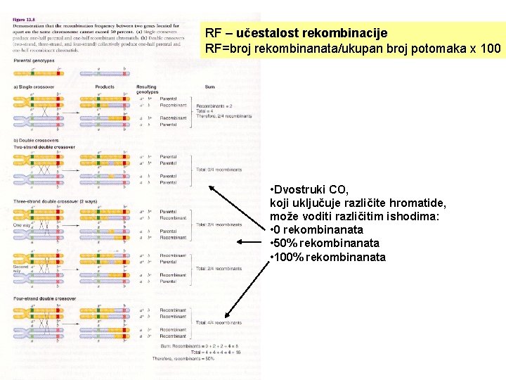 RF – učestalost rekombinacije RF=broj rekombinanata/ukupan broj potomaka x 100 • Dvostruki CO, koji