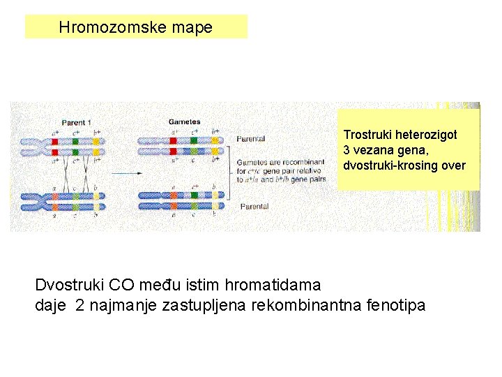 Hromozomske mape Trostruki heterozigot 3 vezana gena, dvostruki-krosing over Dvostruki CO među istim hromatidama