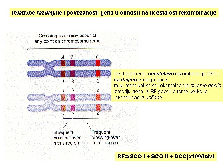 relativne razdaljine i povezanosti gena u odnosu na učestalost rekombinacije razlika izmedju učestalosti rekombinacije