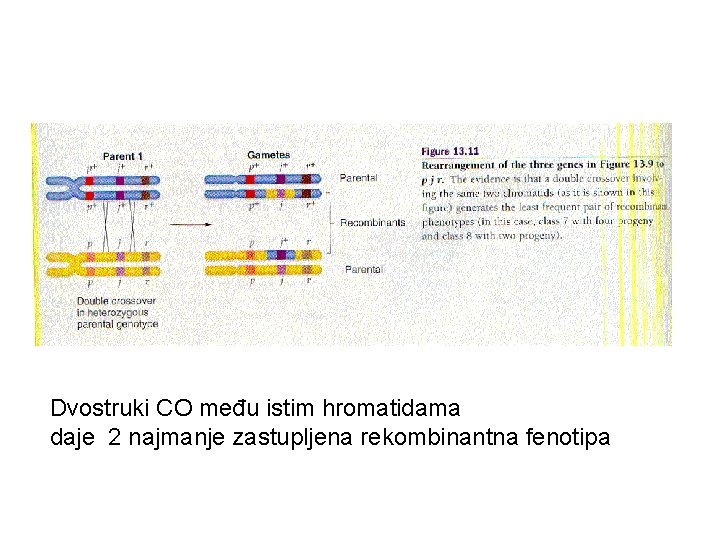 Dvostruki CO među istim hromatidama daje 2 najmanje zastupljena rekombinantna fenotipa 