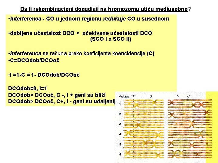 Da li rekombinacioni dogadjaji na hromozomu utiču medjusobno? • Interferenca - CO u jednom