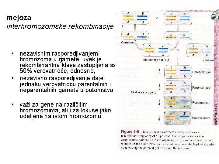 mejoza interhromozomske rekombinacije • nezavisnim rasporedjivanjem hromozoma u gamete, uvek je rekombinantna klasa zastupljena