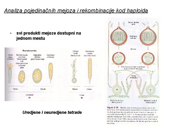 Analiza pojedinačnih mejoza i rekombinacije kod haploida • svi produkti mejoze dostupni na jednom