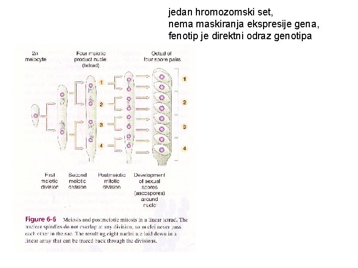 jedan hromozomski set, nema maskiranja ekspresije gena, fenotip je direktni odraz genotipa 