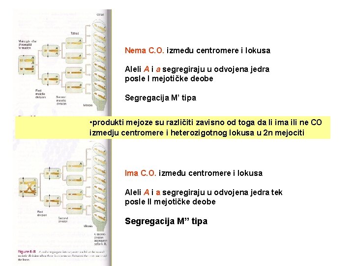 Nema C. O. između centromere i lokusa Aleli A i a segregiraju u odvojena