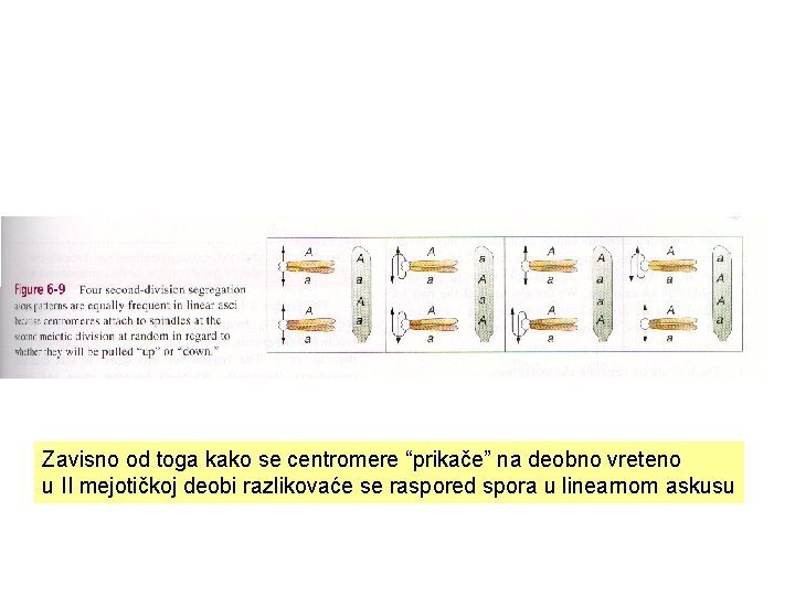 Zavisno od toga kako se centromere “prikače” na deobno vreteno u II mejotičkoj deobi