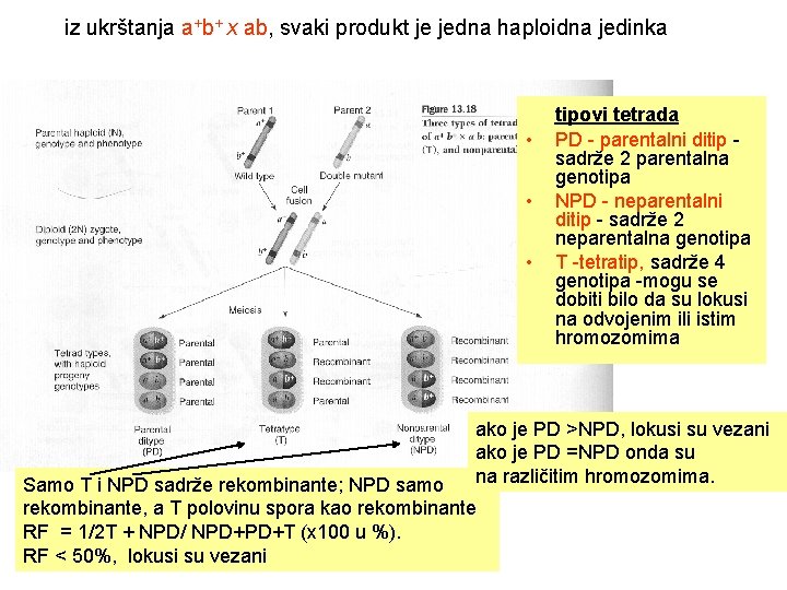 iz ukrštanja a+b+ x ab, svaki produkt je jedna haploidna jedinka • • •