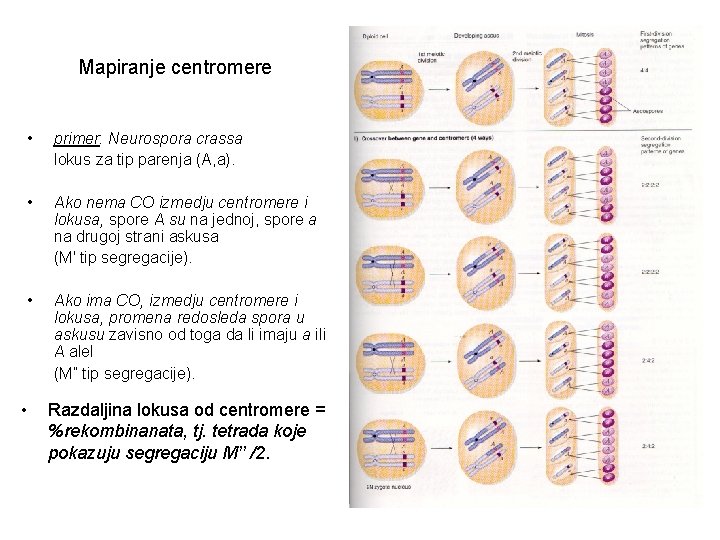 Mapiranje centromere • primer: Neurospora crassa lokus za tip parenja (A, a). • Ako