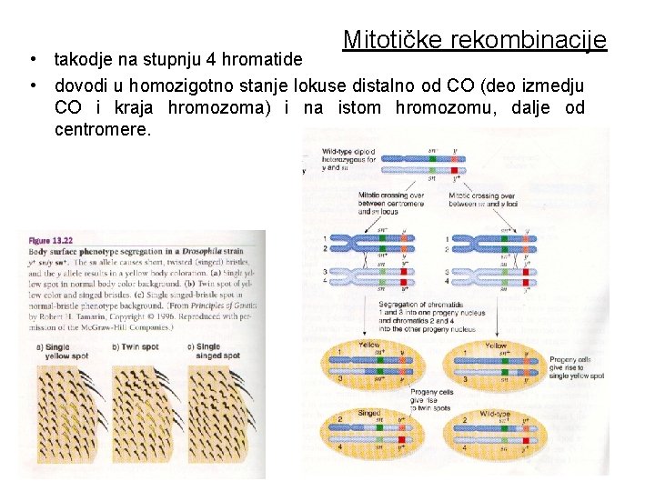 Mitotičke rekombinacije • takodje na stupnju 4 hromatide • dovodi u homozigotno stanje lokuse