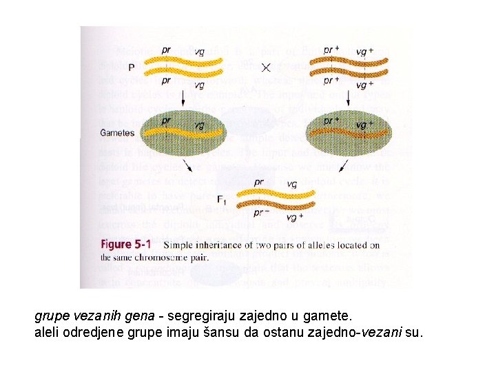 grupe vezanih gena - segregiraju zajedno u gamete. aleli odredjene grupe imaju šansu da