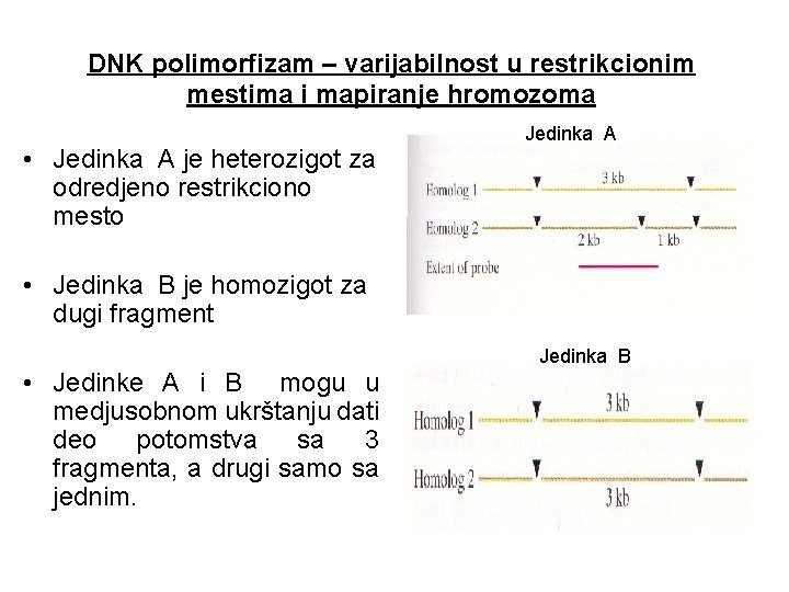 DNK polimorfizam – varijabilnost u restrikcionim mestima i mapiranje hromozoma • Jedinka A je