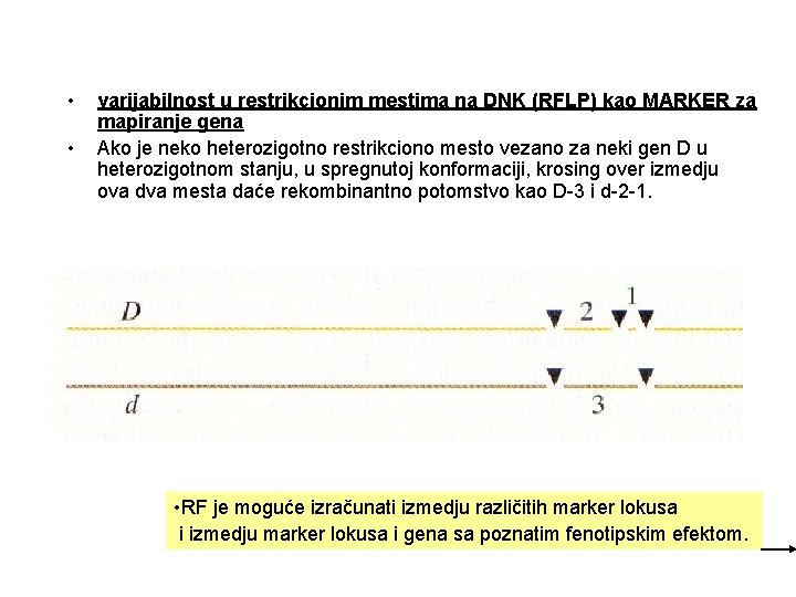  • • varijabilnost u restrikcionim mestima na DNK (RFLP) kao MARKER za mapiranje