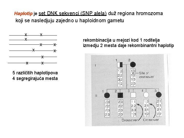 Haplotip je set DNK sekvenci (SNP alela) duž regiona hromozoma koji se nasledjuju zajedno