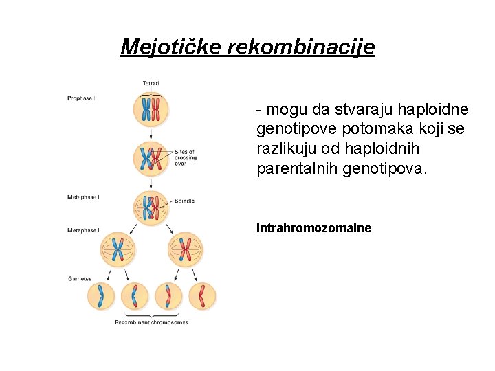 Mejotičke rekombinacije - mogu da stvaraju haploidne genotipove potomaka koji se razlikuju od haploidnih